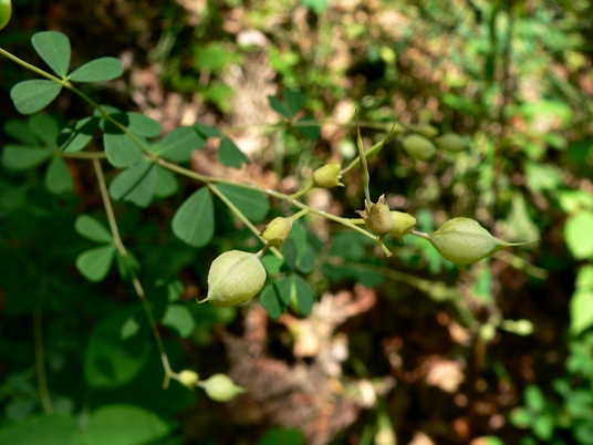 {Baptisia tinctoria}